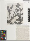 Foto von Salix mucronata Thunb.